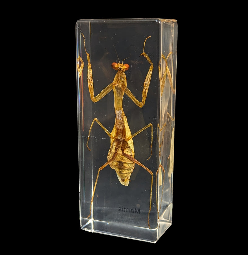 Praying Mantis in Acrylic-Insects-Real Insect Company-PaxtonGate