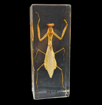 Praying Mantis in Acrylic-Insects-Real Insect Company-PaxtonGate