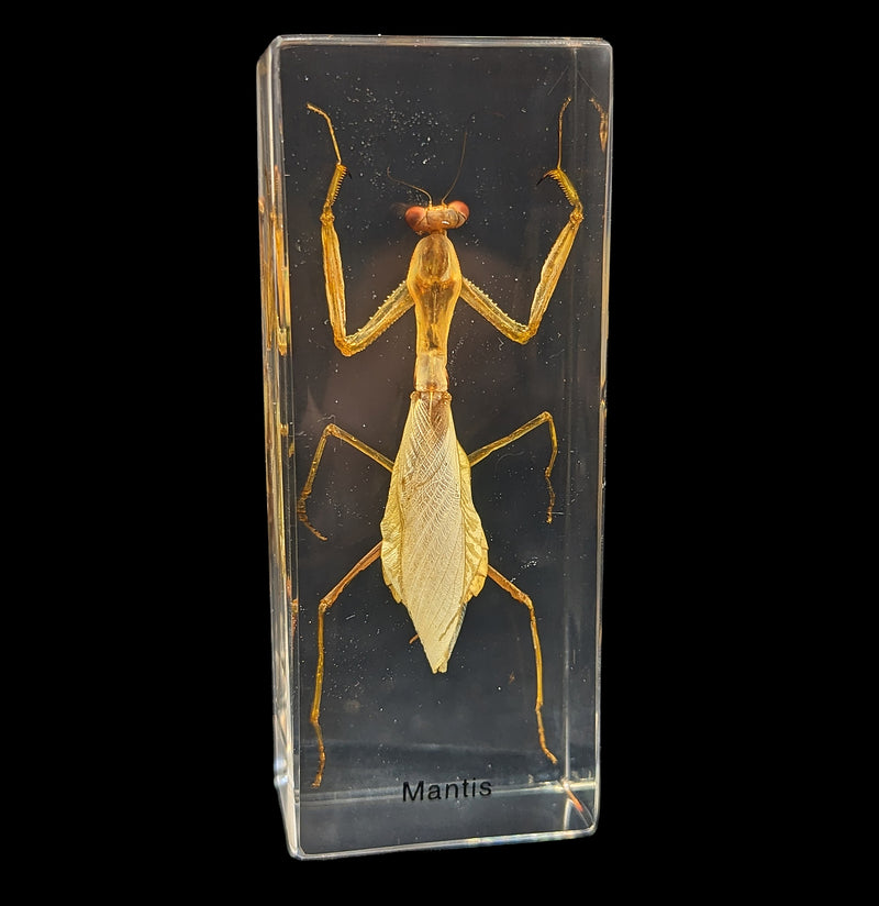 Praying Mantis in Acrylic-Insects-Real Insect Company-PaxtonGate