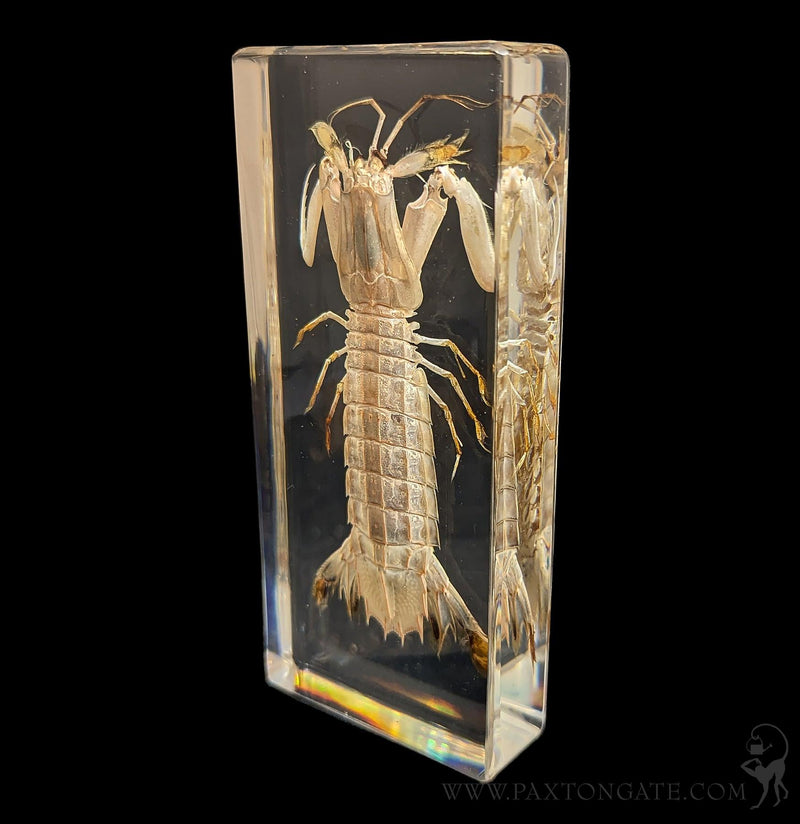Mantis Shrimp in Resin-Sea Life-Insects in Resin-PaxtonGate