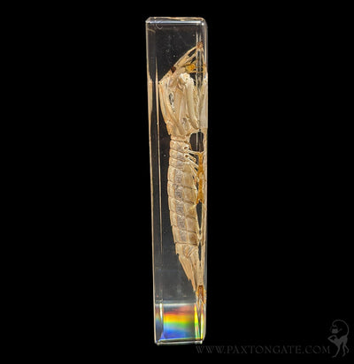 Mantis Shrimp in Resin-Sea Life-Insects in Resin-PaxtonGate