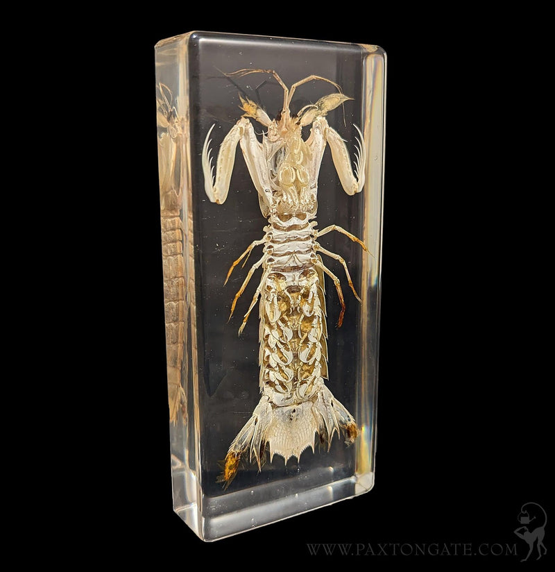 Mantis Shrimp in Resin-Sea Life-Insects in Resin-PaxtonGate