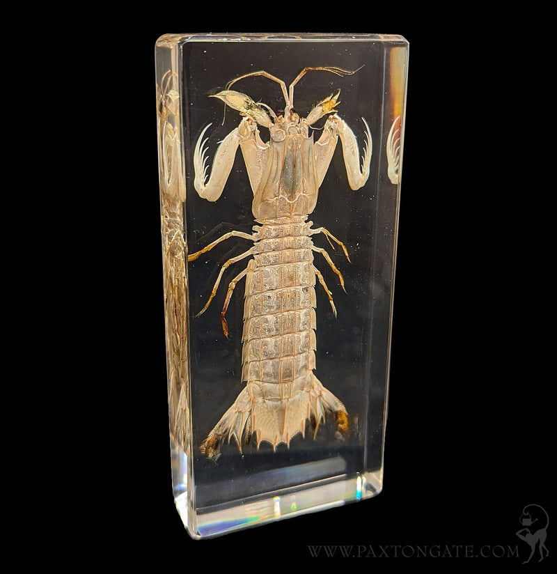 Mantis Shrimp in Resin-Sea Life-Insects in Resin-PaxtonGate