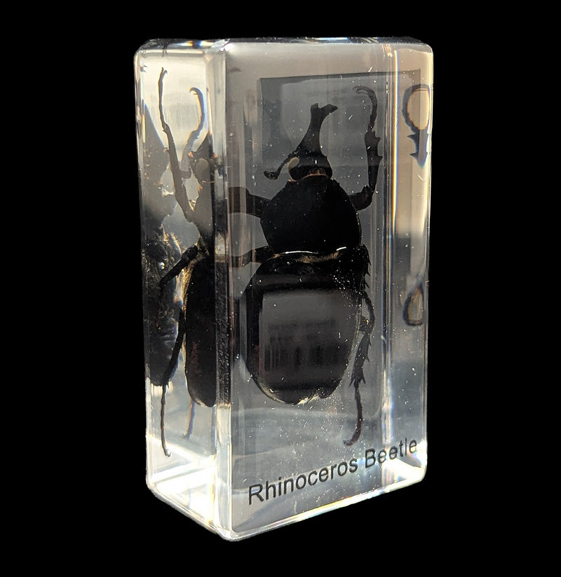 Rhinoceros Beetle In Acrylic-Insects-Real Insect Company-PaxtonGate