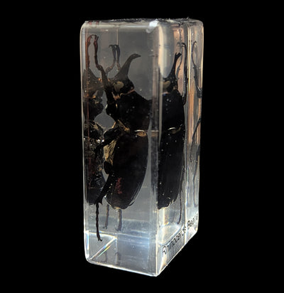 Rhinoceros Beetle In Acrylic-Insects-Real Insect Company-PaxtonGate