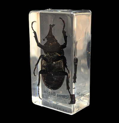 Rhinoceros Beetle In Acrylic-Insects-Real Insect Company-PaxtonGate