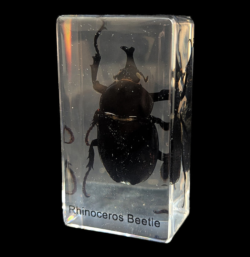 Rhinoceros Beetle In Acrylic-Insects-Real Insect Company-PaxtonGate