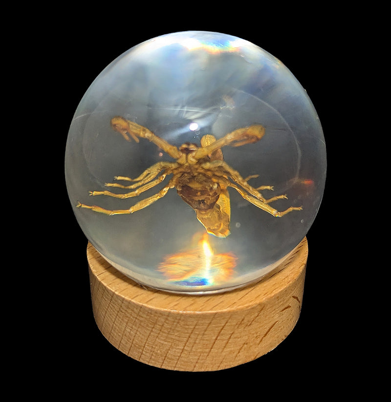 Brown Scorpion in Globe-Insects-Real Insect Company-PaxtonGate