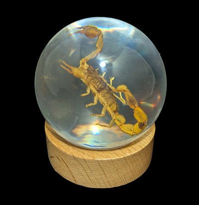 Brown Scorpion in Globe-Insects-Real Insect Company-PaxtonGate
