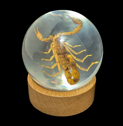 Brown Scorpion in Globe-Insects-Real Insect Company-PaxtonGate