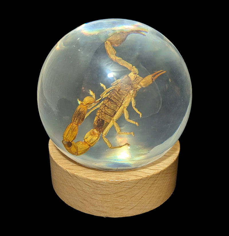 Brown Scorpion in Globe-Insects-Real Insect Company-PaxtonGate