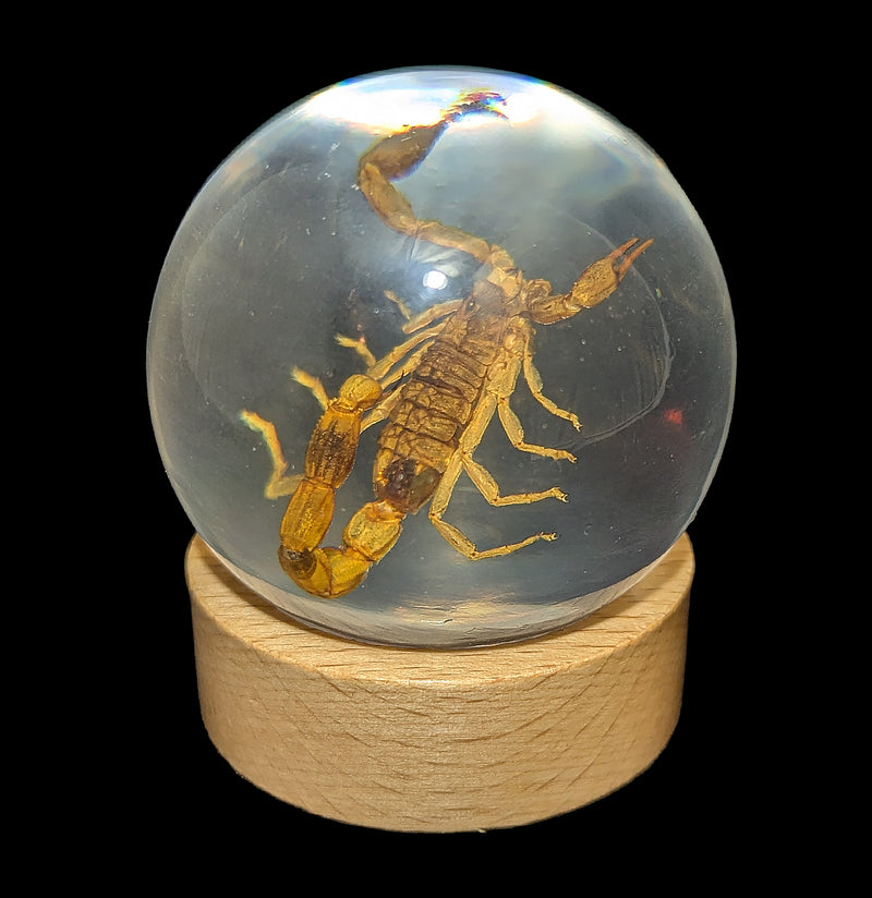 Brown Scorpion in Globe-Insects-Real Insect Company-PaxtonGate