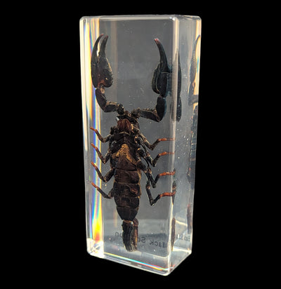Black Scorpion-Insects-Real Insect Company-PaxtonGate