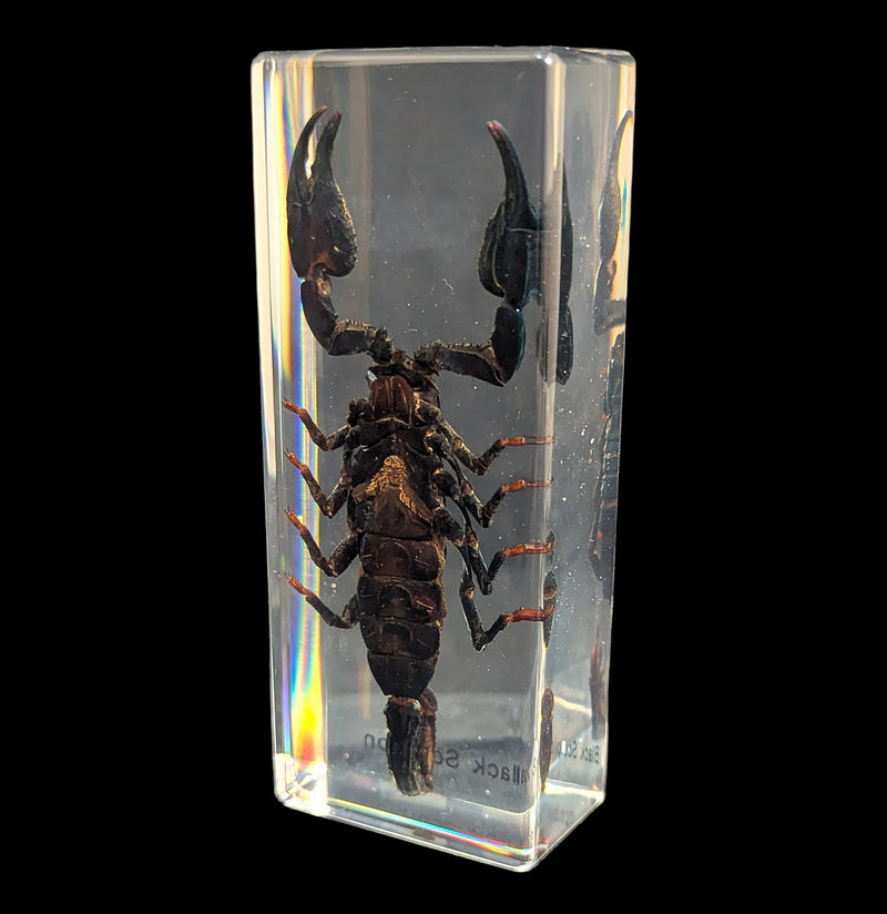 Black Scorpion-Insects-Real Insect Company-PaxtonGate