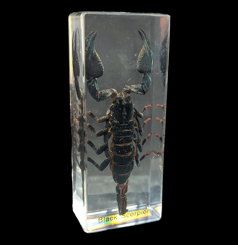 Black Scorpion-Insects-Real Insect Company-PaxtonGate