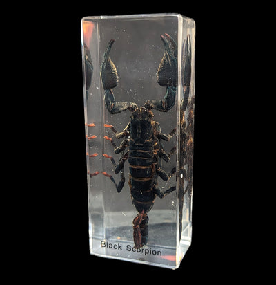 Black Scorpion-Insects-Real Insect Company-PaxtonGate