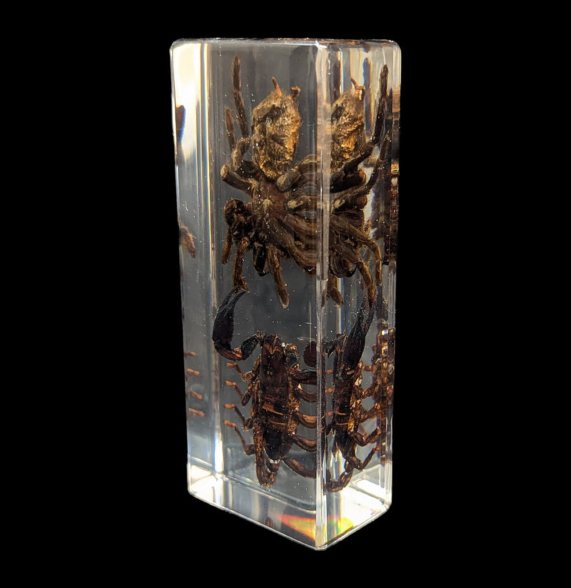 Tarantula vs Scorpion in Acrylic-Insects-Real Insect Company-PaxtonGate