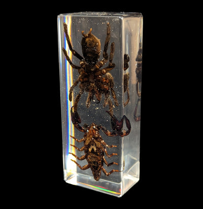 Tarantula vs Scorpion in Acrylic-Insects-Real Insect Company-PaxtonGate