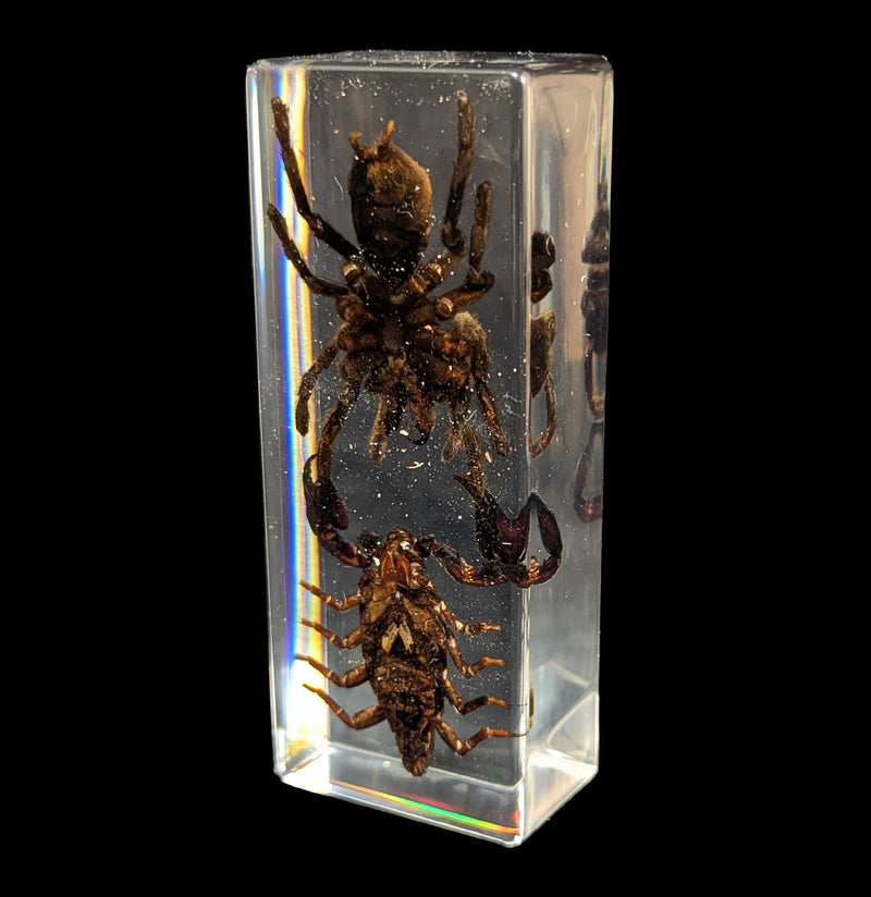 Tarantula vs Scorpion in Acrylic-Insects-Real Insect Company-PaxtonGate