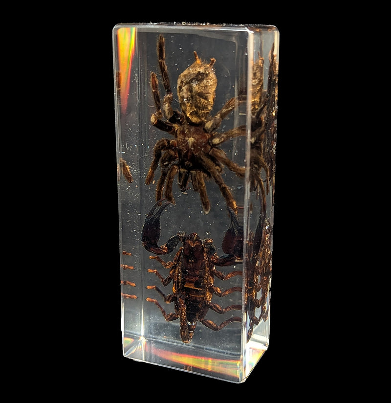 Tarantula vs Scorpion in Acrylic-Insects-Real Insect Company-PaxtonGate