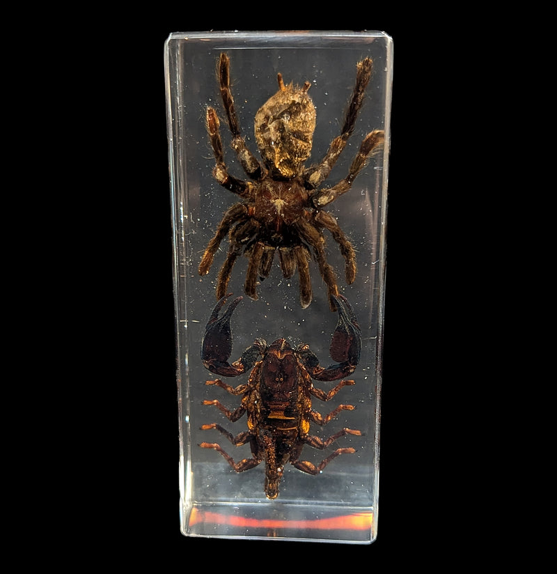 Tarantula vs Scorpion in Acrylic-Insects-Real Insect Company-PaxtonGate
