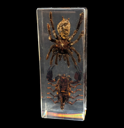 Tarantula vs Scorpion in Acrylic-Insects-Real Insect Company-PaxtonGate