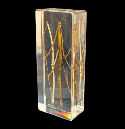 Stick Bug In Acrylic-Insects-Real Insect Company-PaxtonGate