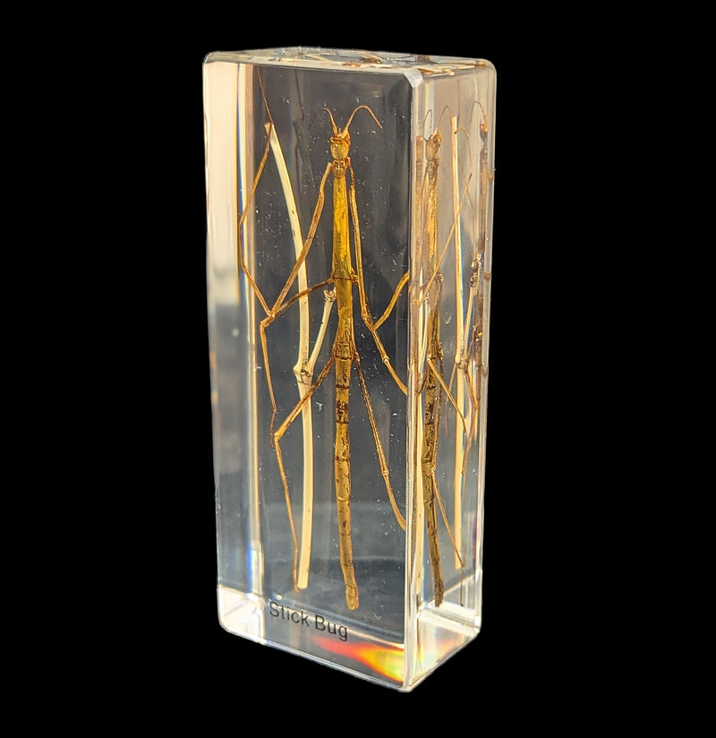 Stick Bug In Acrylic-Insects-Real Insect Company-PaxtonGate