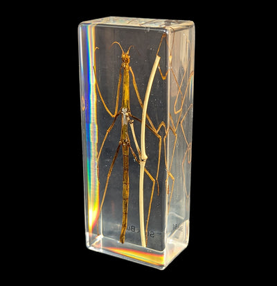 Stick Bug In Acrylic-Insects-Real Insect Company-PaxtonGate