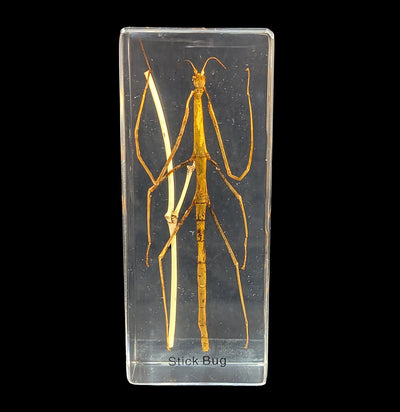 Stick Bug In Acrylic-Insects-Real Insect Company-PaxtonGate