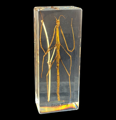 Stick Bug In Acrylic-Insects-Real Insect Company-PaxtonGate