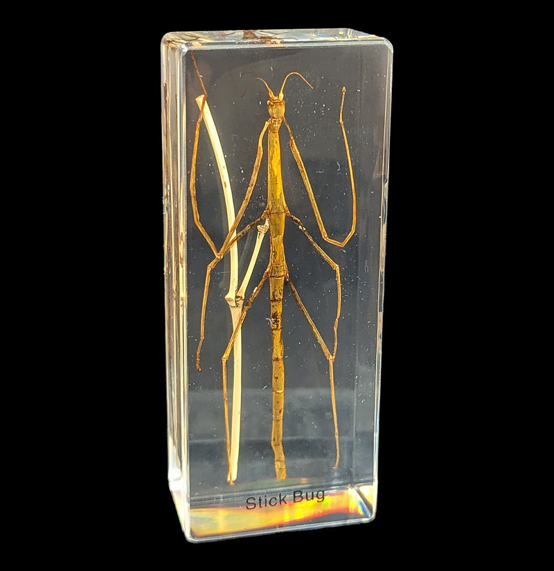 Stick Bug In Acrylic-Insects-Real Insect Company-PaxtonGate