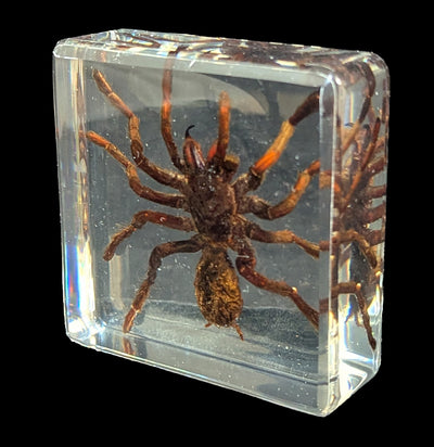 Tarantula In Acrylic-Insects-Real Insect Company-PaxtonGate