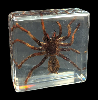 Tarantula In Acrylic-Insects-Real Insect Company-PaxtonGate
