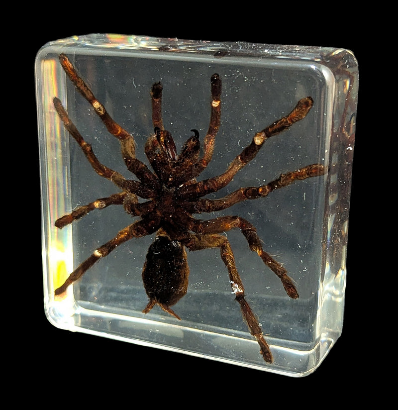 Tarantula In Acrylic-Insects-Real Insect Company-PaxtonGate