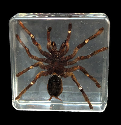 Tarantula In Acrylic-Insects-Real Insect Company-PaxtonGate