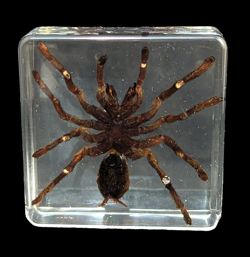Tarantula In Acrylic-Insects-Real Insect Company-PaxtonGate