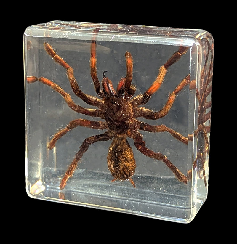 Tarantula In Acrylic-Insects-Real Insect Company-PaxtonGate