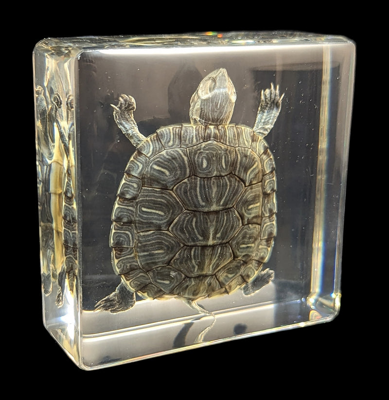 Turtle In Resin-Taxidermy-Real Insect Company-PaxtonGate