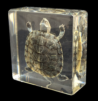 Turtle In Resin-Taxidermy-Real Insect Company-PaxtonGate