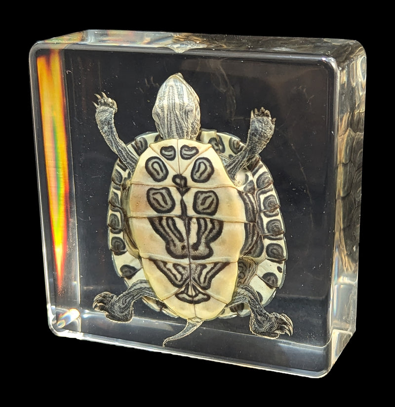 Turtle In Resin-Taxidermy-Real Insect Company-PaxtonGate