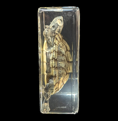 Turtle In Resin-Taxidermy-Real Insect Company-PaxtonGate
