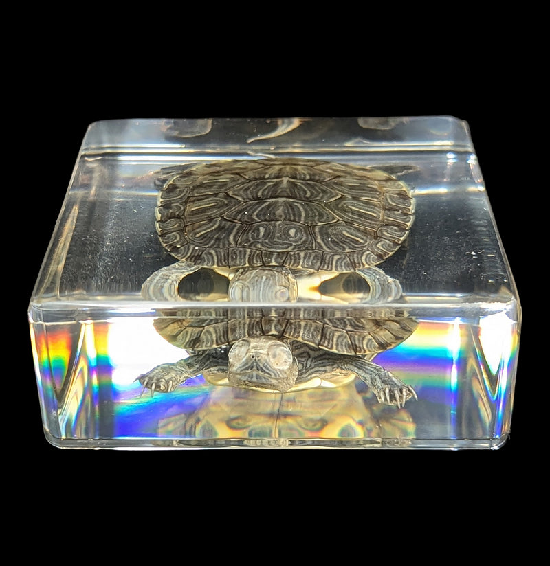 Turtle In Resin-Taxidermy-Real Insect Company-PaxtonGate