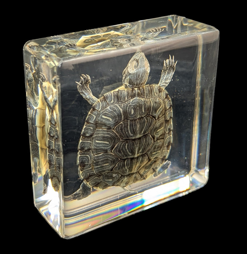 Turtle In Resin-Taxidermy-Real Insect Company-PaxtonGate