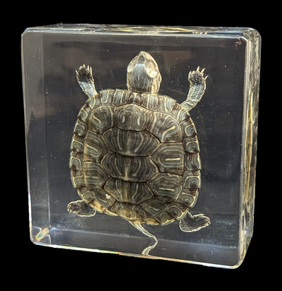 Turtle In Resin-Taxidermy-Real Insect Company-PaxtonGate
