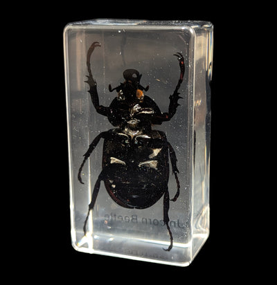 Unicorn Beetle In Acrylic-Insects-Real Insect Company-PaxtonGate
