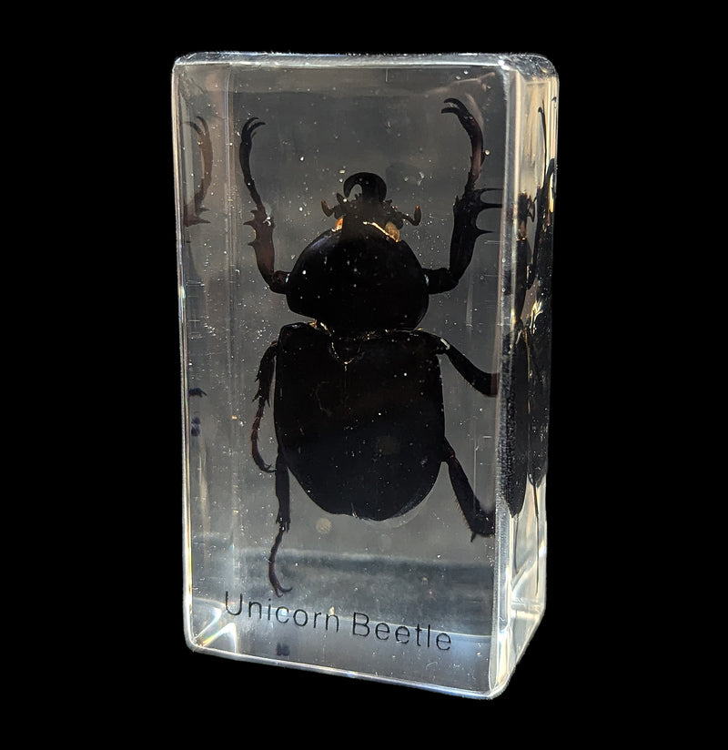 Unicorn Beetle In Acrylic-Insects-Real Insect Company-PaxtonGate