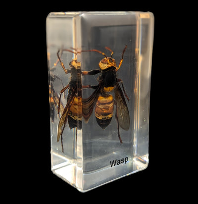 Wasp In Acrylic-Insects-Real Insect Company-PaxtonGate