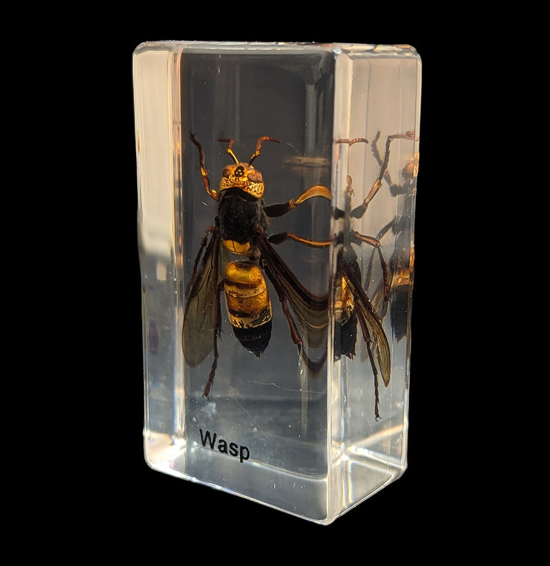 Wasp In Acrylic-Insects-Real Insect Company-PaxtonGate