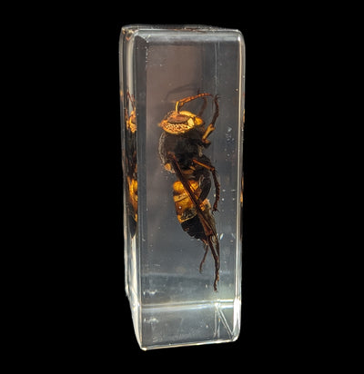 Wasp In Acrylic-Insects-Real Insect Company-PaxtonGate